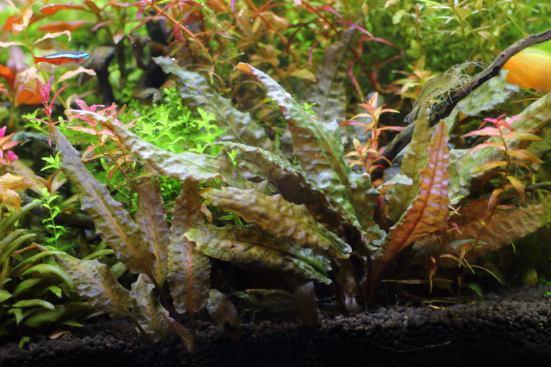 植栽から145日目　クリプトコリネ　ブローサ